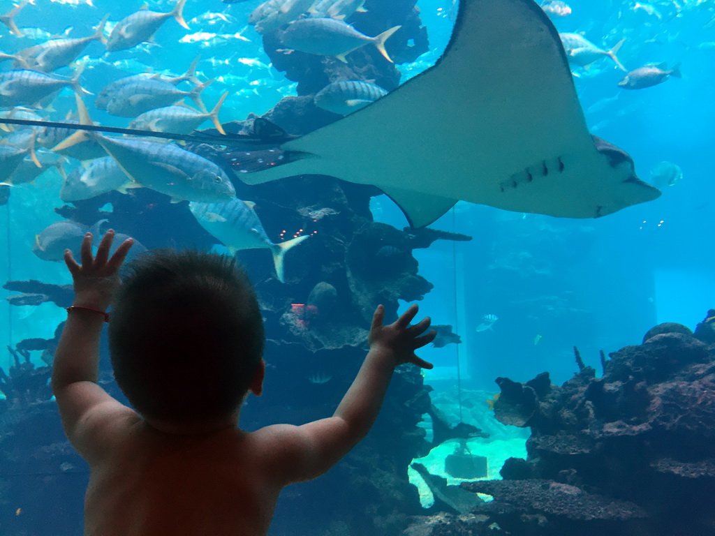 Max in front of the aquarium with a stingray and a school of fish at the Aqua restaurant at the InterContinental Sanya Haitang Bay Resort