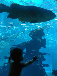 Max in front of the aquarium with fish at the Aqua restaurant at the InterContinental Sanya Haitang Bay Resort