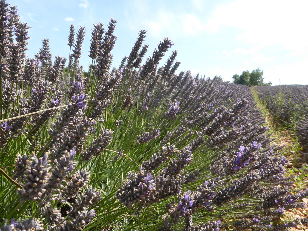 Lavender plants in a field along the D943 road to Gordes