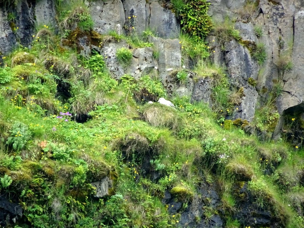 Rocks with birds at the north side of the Seljalandsfoss waterfall