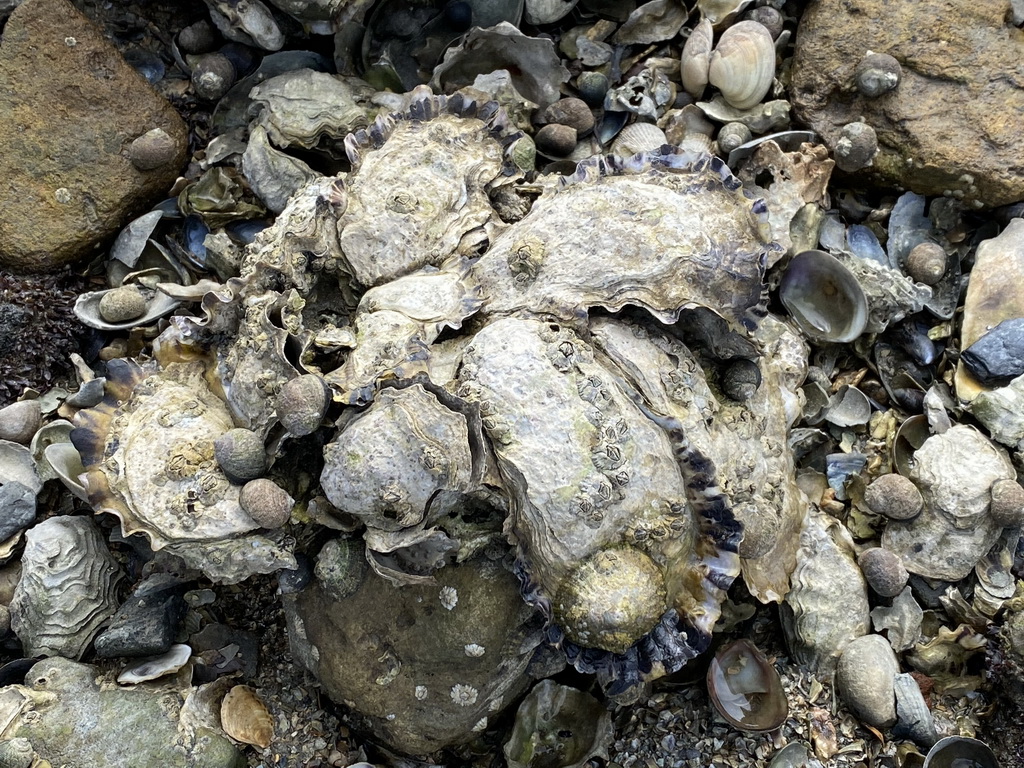 Seashells at the beach near the Dijkweg road