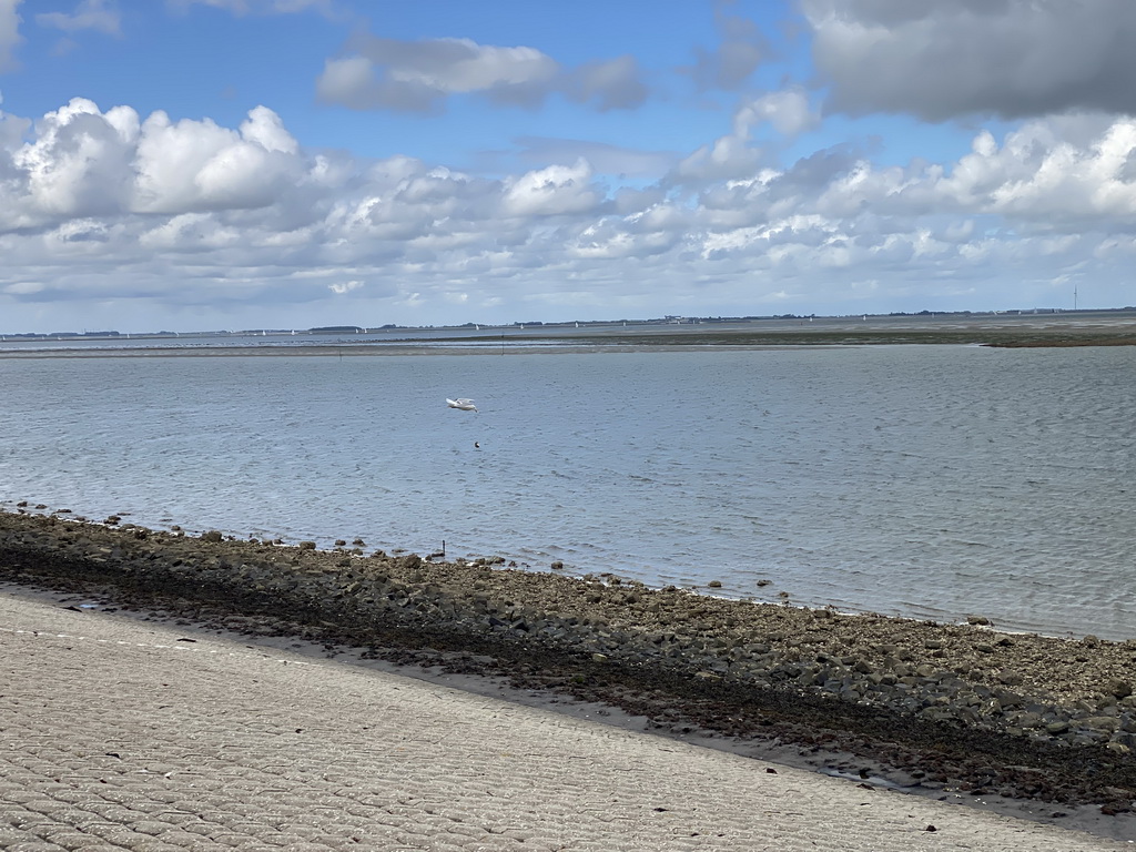 Seagull dropping a seashell at the beach near the Dijkweg road