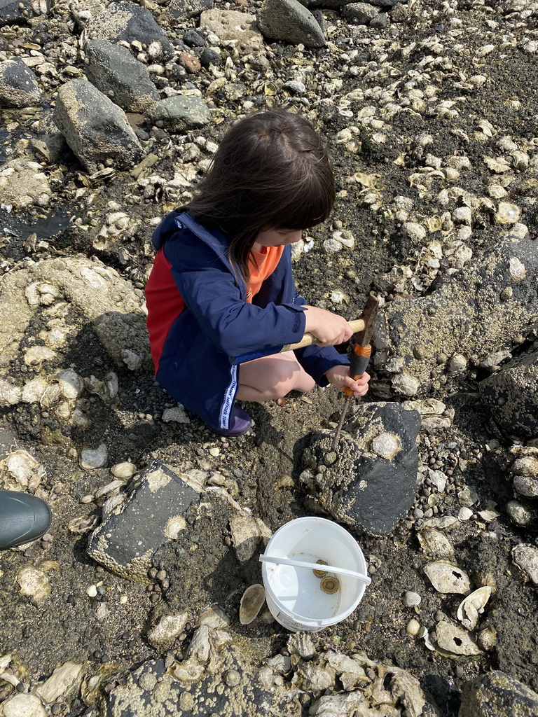 Max catching seashells on the beach near the Steiger Stavenisse pier