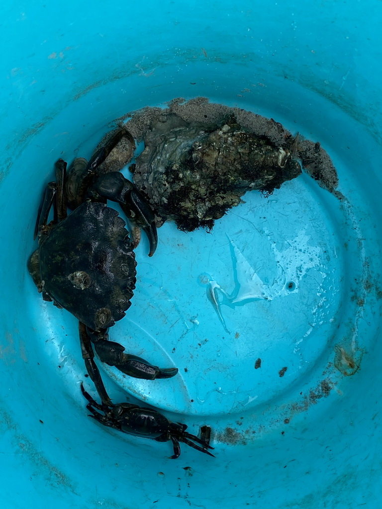 Bucket with crabs and seashells on the beach near the Steiger Stavenisse pier