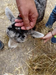 Miaomiao and Max petting a sheep at the Texel Sheep Farm at Den Burg
