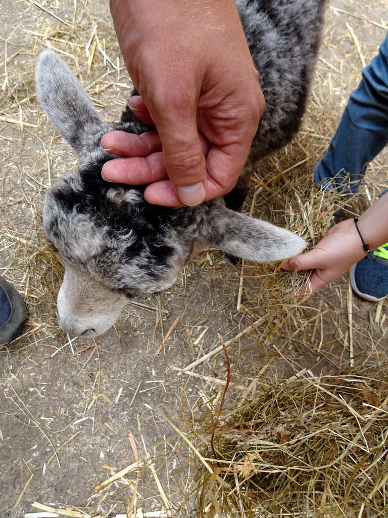 Miaomiao and Max petting a sheep at the Texel Sheep Farm at Den Burg