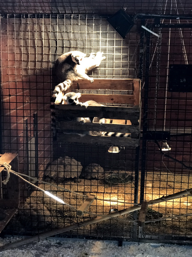 Ring-tailed Lemurs at the Dierenpark De Oliemeulen zoo