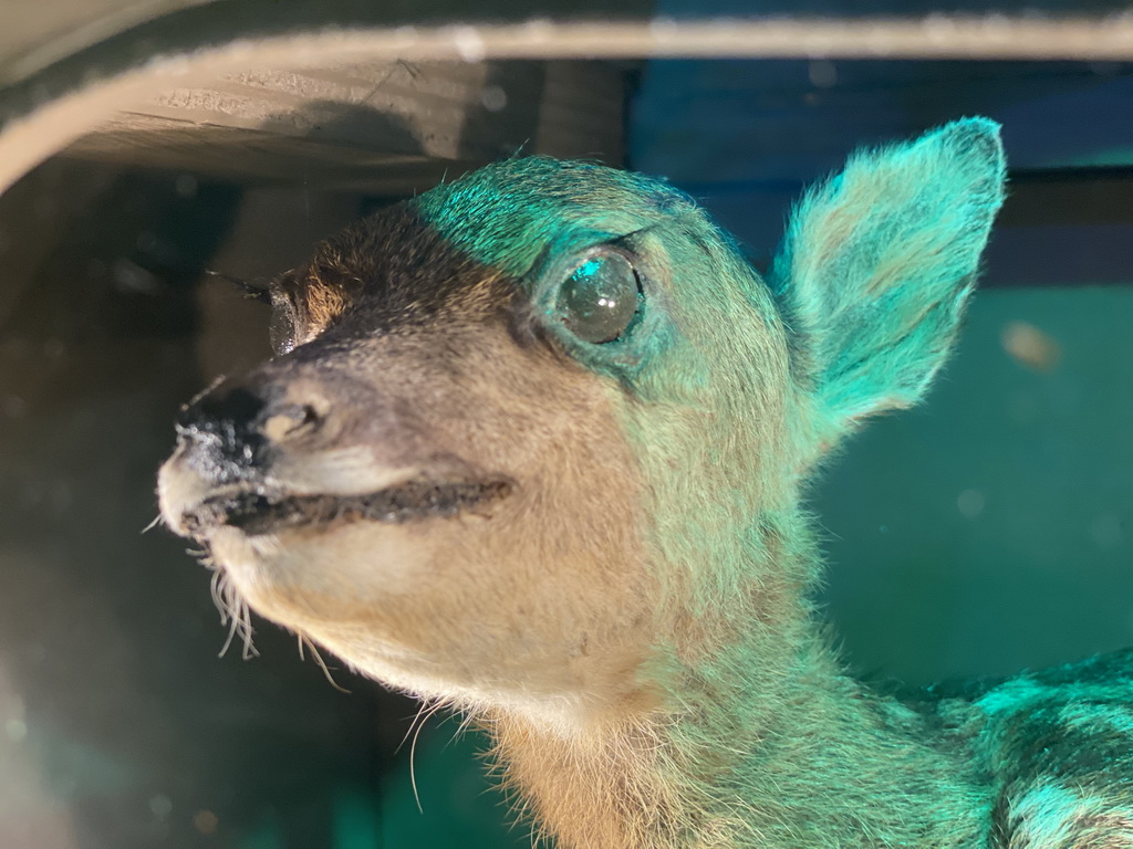 Head of a stuffed deer at the `Beleef Ontdek Samen: BOS` exhibition at the second floor of the Natuurmuseum Brabant