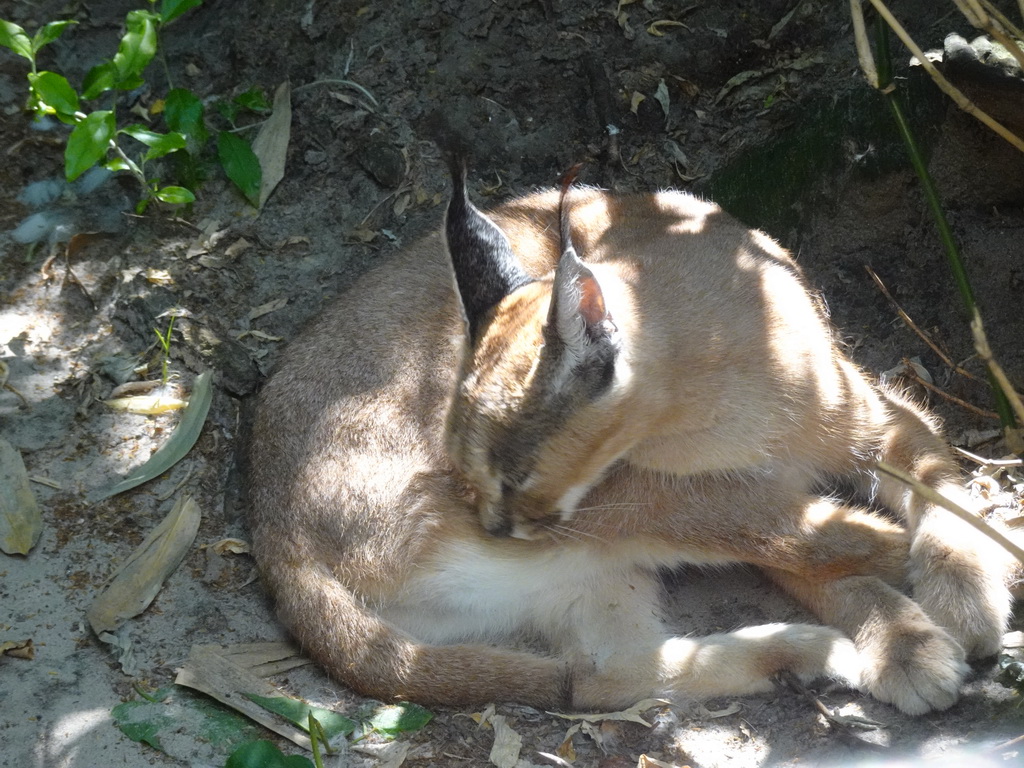 Caracal at the Dierenpark De Oliemeulen zoo