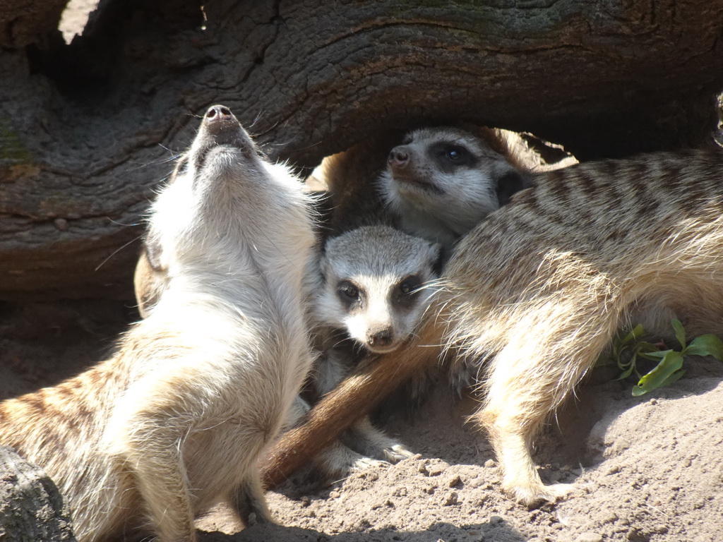 Meerkats at the Dierenpark De Oliemeulen zoo