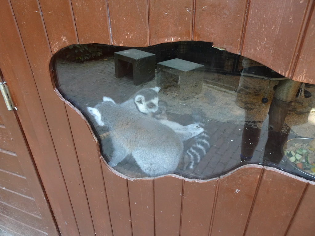 Ring-tailed Lemurs at the Dierenpark De Oliemeulen zoo