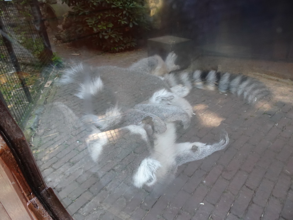 Ring-tailed Lemurs at the Dierenpark De Oliemeulen zoo