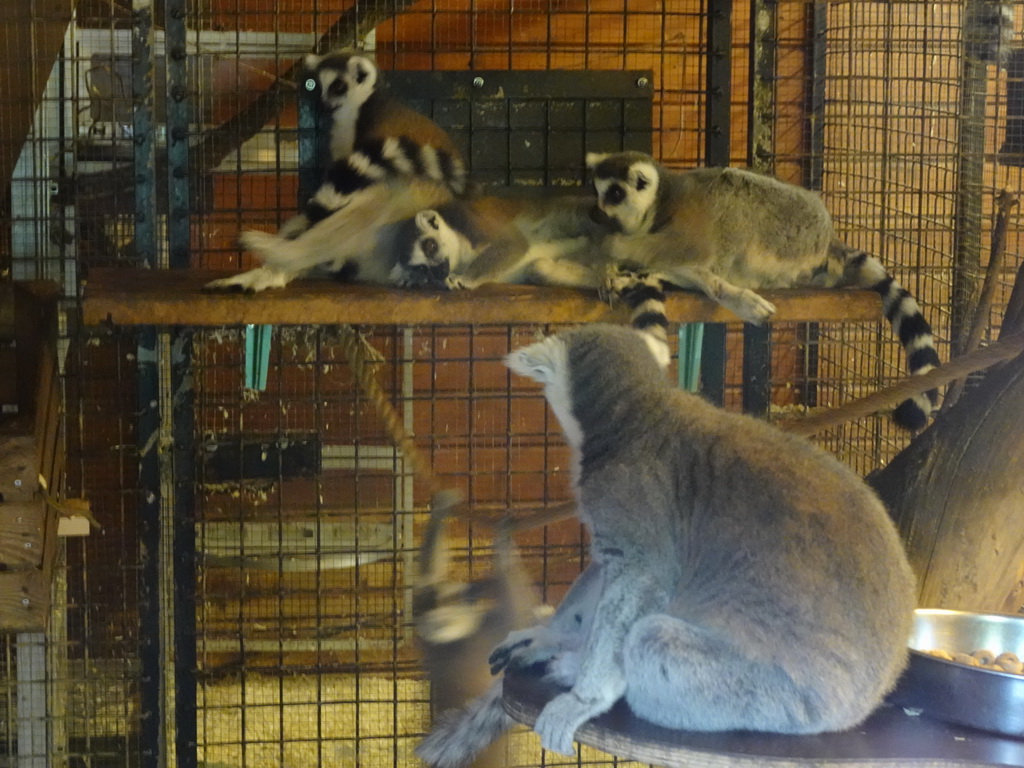 Ring-tailed Lemurs at the Dierenpark De Oliemeulen zoo