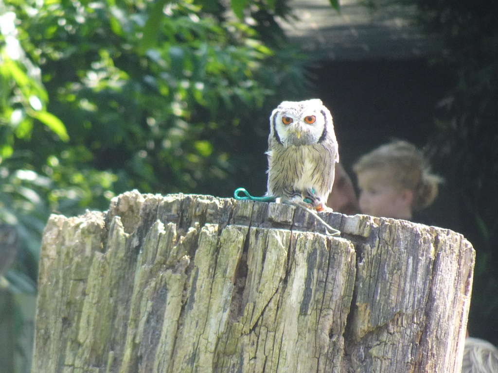 Tawny Owl during the Birds of Prey Show at the Dierenpark De Oliemeulen zoo