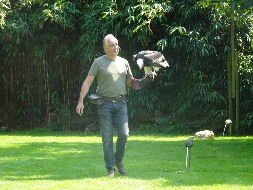 Zookeeper with a White-headed Vulture during the Birds of Prey Show at the Dierenpark De Oliemeulen zoo