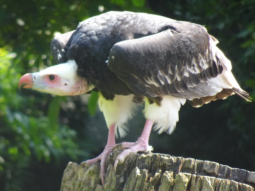 White-headed Vulture during the Birds of Prey Show at the Dierenpark De Oliemeulen zoo