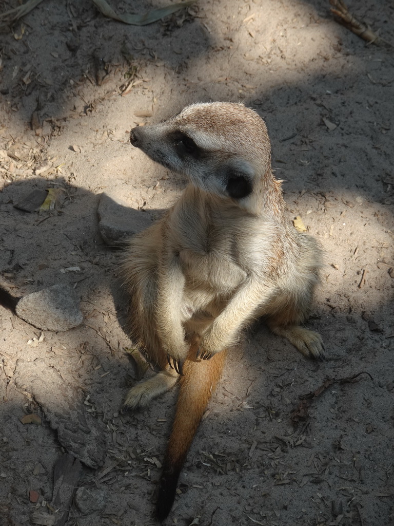 Meerkat at the Dierenpark De Oliemeulen zoo