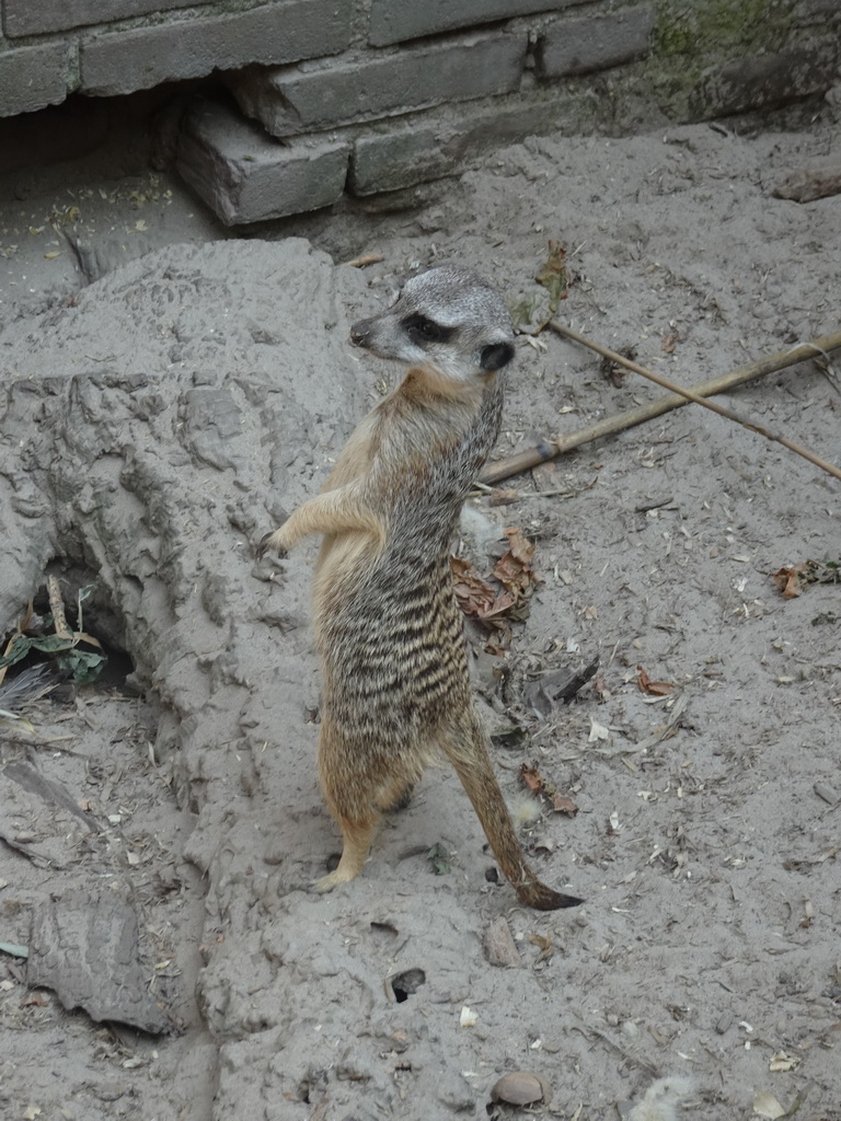 Meerkat at the Dierenpark De Oliemeulen zoo