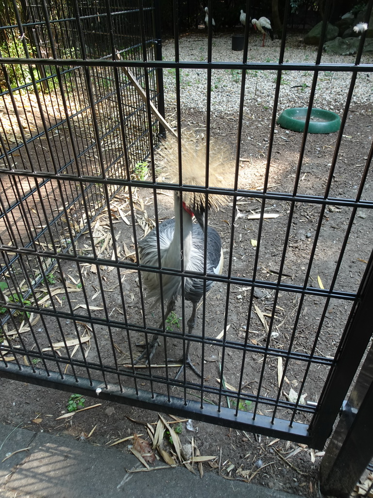 Demoiselle Crane and Storks at the Dierenpark De Oliemeulen zoo