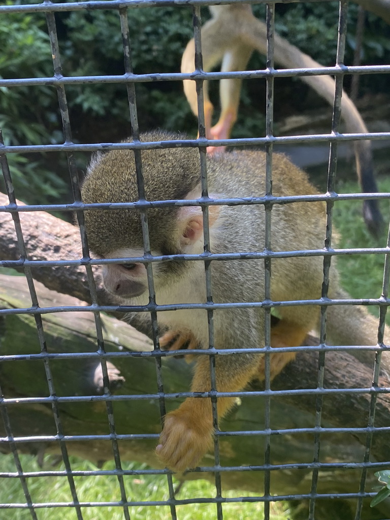 Squirrel Monkeys at the Dierenpark De Oliemeulen zoo