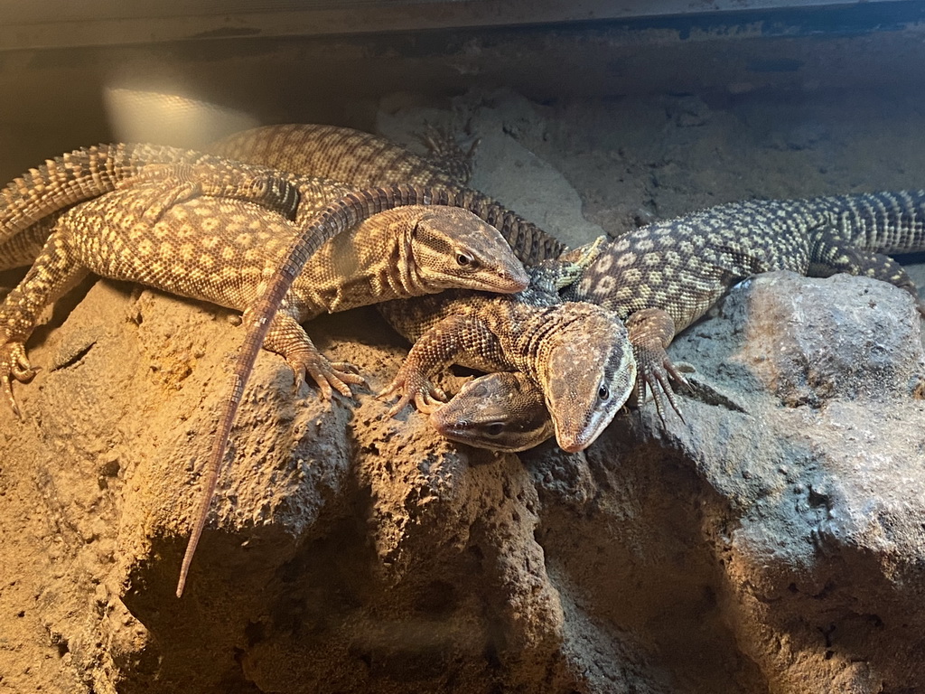 Lizards at the Ground Floor of the main building of the Dierenpark De Oliemeulen zoo