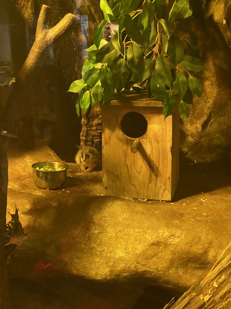 Tarsier at the Ground Floor of the main building of the Dierenpark De Oliemeulen zoo