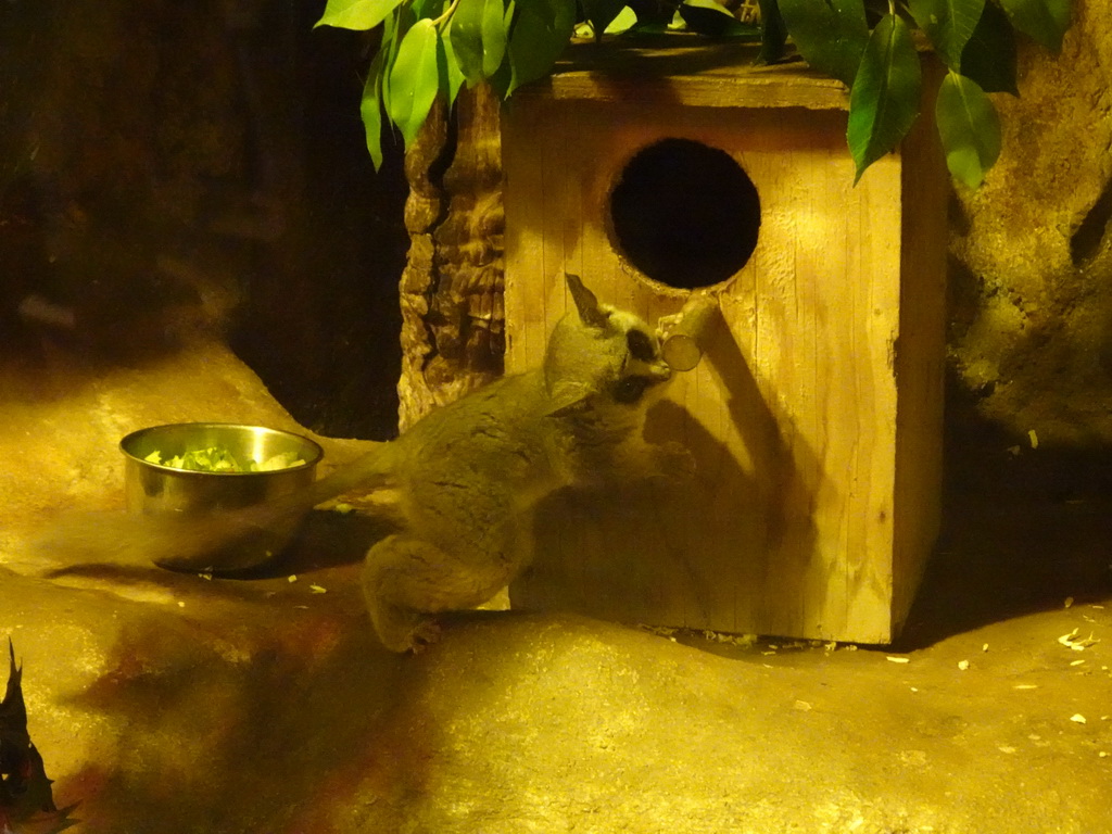 Tarsier at the Ground Floor of the main building of the Dierenpark De Oliemeulen zoo