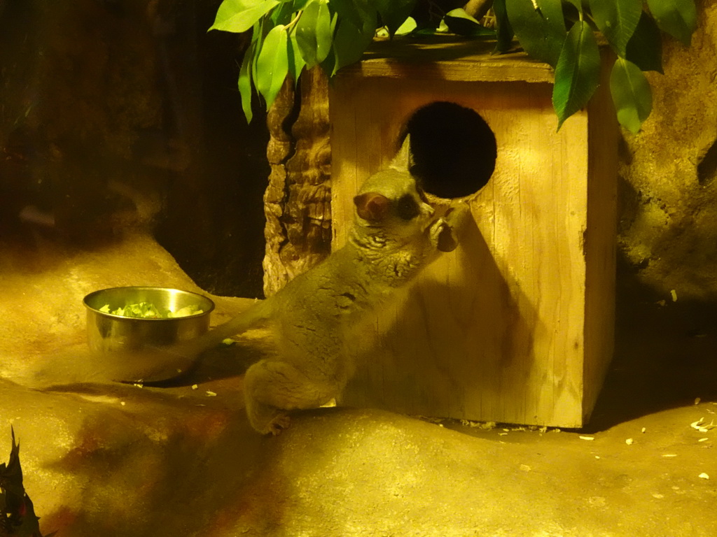 Tarsier at the Ground Floor of the main building of the Dierenpark De Oliemeulen zoo