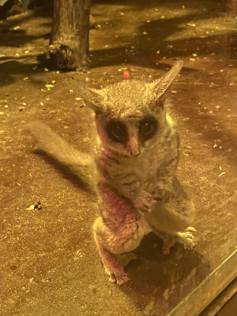 Tarsier at the Ground Floor of the main building of the Dierenpark De Oliemeulen zoo