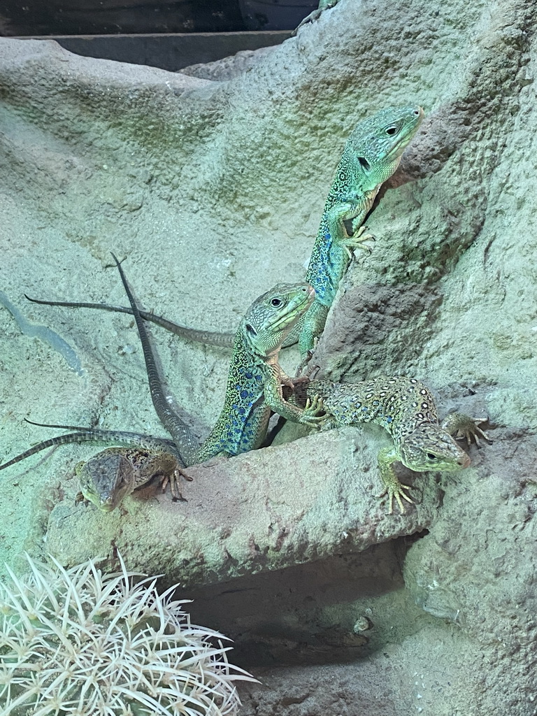 Lizard at the Upper floor of the main building of the Dierenpark De Oliemeulen zoo