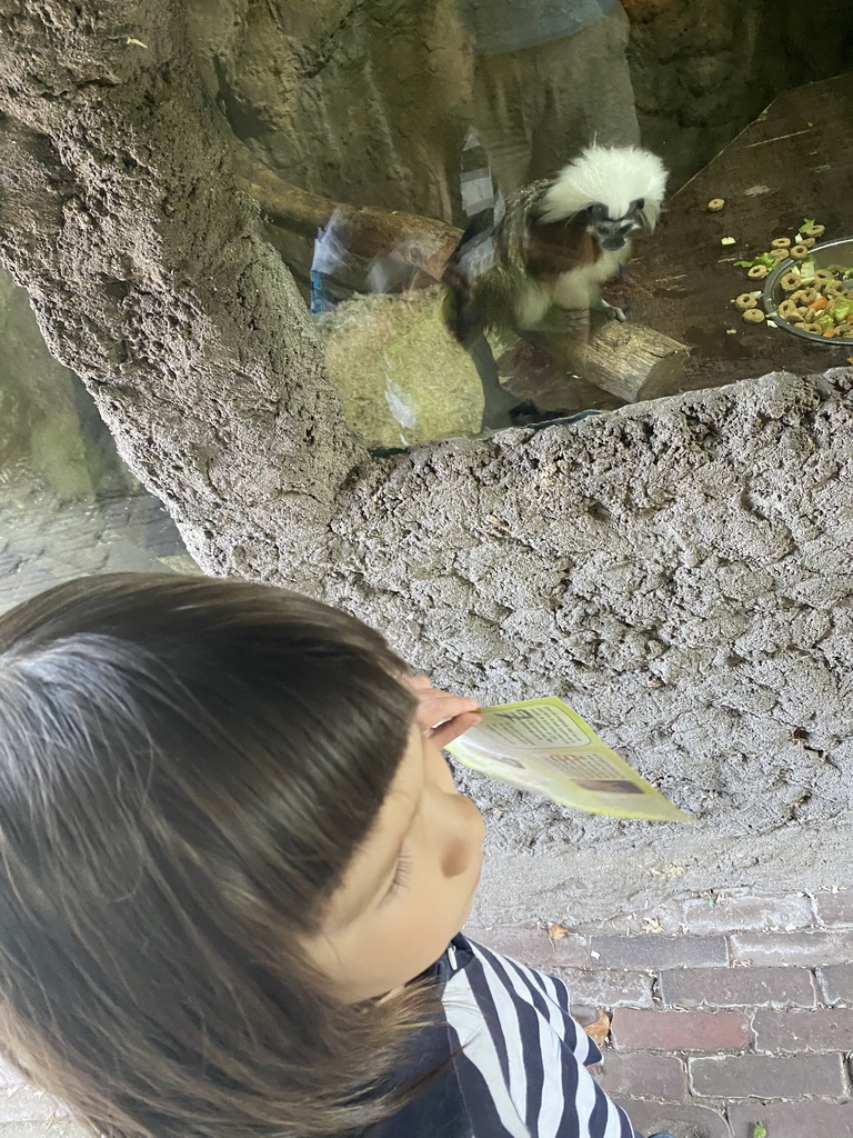 Max with the scavenger hunt and a Cotton-top Tamarin at the Dierenpark De Oliemeulen zoo