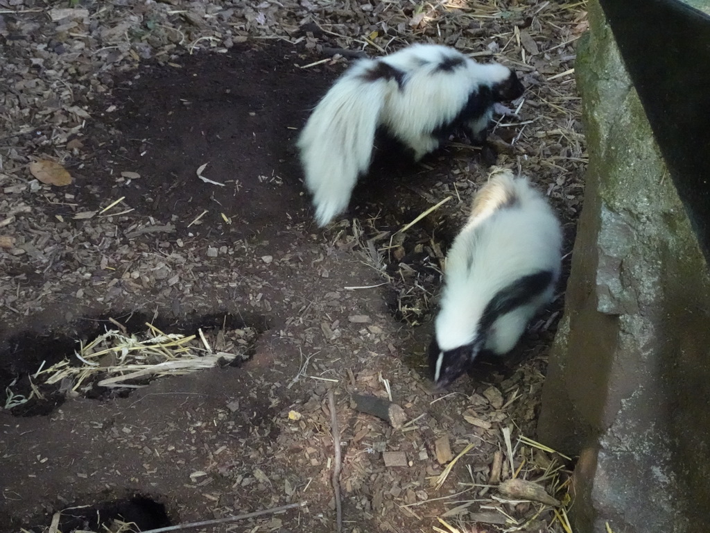 Skunks at the Dierenpark De Oliemeulen