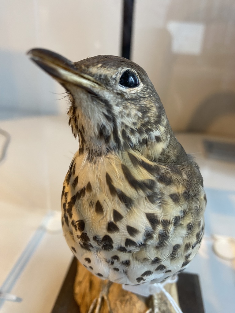 Stuffed bird at the OO-zone at the ground floor of the Natuurmuseum Brabant