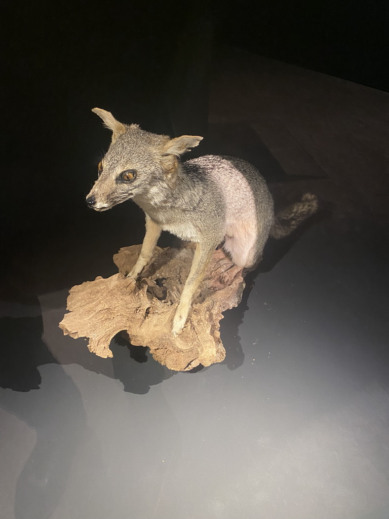 Stuffed South American Gray Fox at the `Mispoezen & Pechvogels - Stitched up and Stuffed` exhibition at the first floor of the Natuurmuseum Brabant