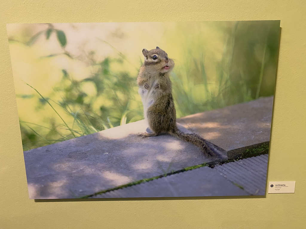 Photograph of a Siberian Chipmunk at the `Comedy Wildlife` exhibition at the second floor of the Natuurmuseum Brabant, with explanation