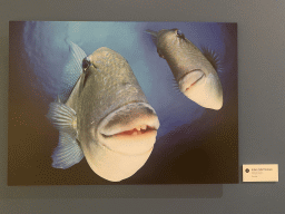 Photograph of Grey Triggerfishes at the `Comedy Wildlife` exhibition at the second floor of the Natuurmuseum Brabant, with explanation