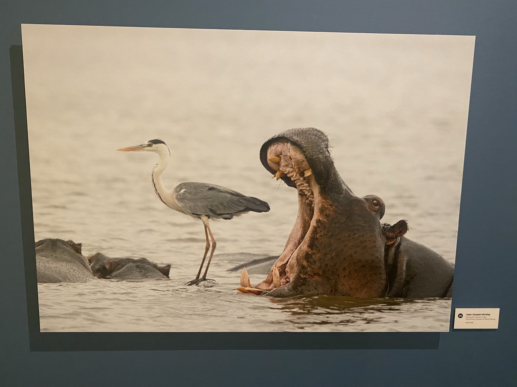 Photograph of a Hippopotamus and a Grey Heron at the `Comedy Wildlife` exhibition at the second floor of the Natuurmuseum Brabant, with explanation