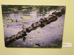 Photograph of Painted Turtles and a Wild Duck at the `Comedy Wildlife` exhibition at the second floor of the Natuurmuseum Brabant, with explanation