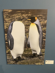 Photograph of King Penguins at the `Comedy Wildlife` exhibition at the second floor of the Natuurmuseum Brabant, with explanation