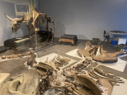 Workplace with skeleton and bones next to the `Comedy Wildlife` exhibition at the second floor of the Natuurmuseum Brabant