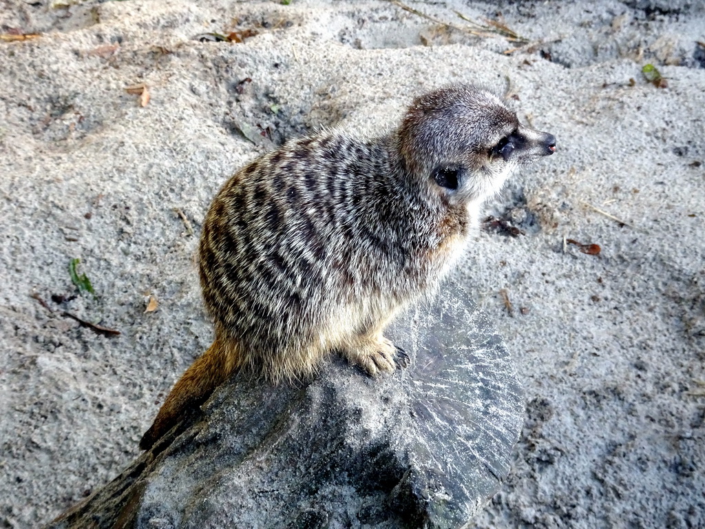 Meerkats at the Dierenpark De Oliemeulen zoo