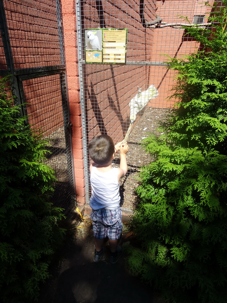 Max feeding a Lesser Sulphur-crested Cockatoo at Zoo Veldhoven, with explanation