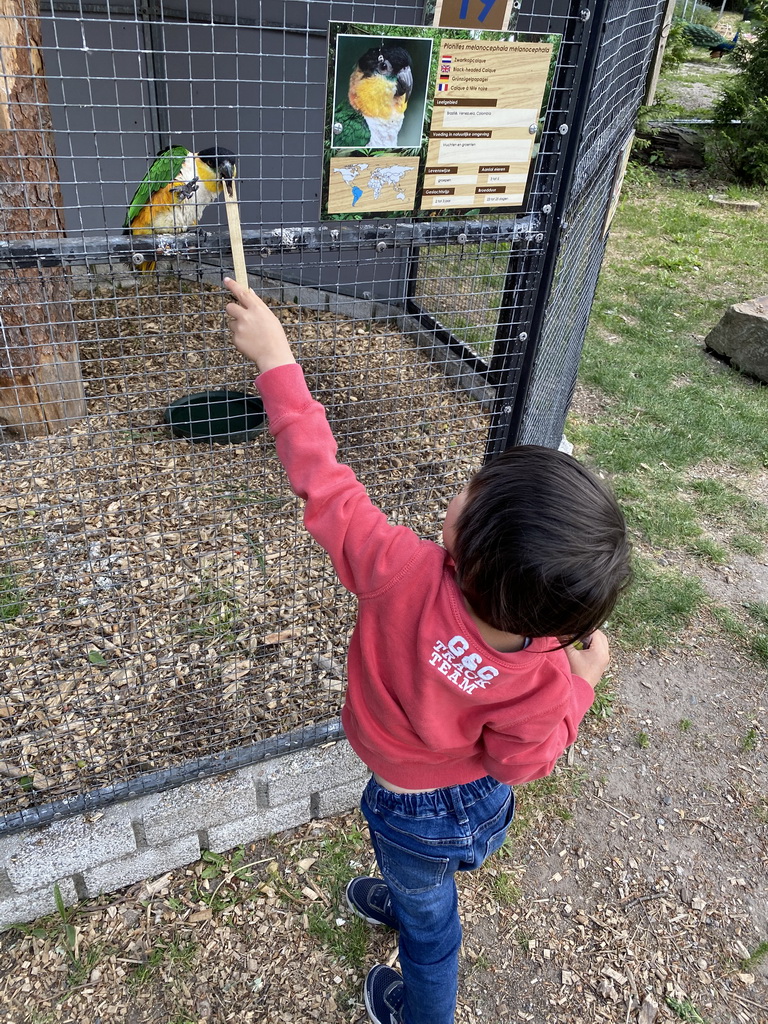 Max feeding a Black-headed Calque at Zoo Veldhoven, with explanation