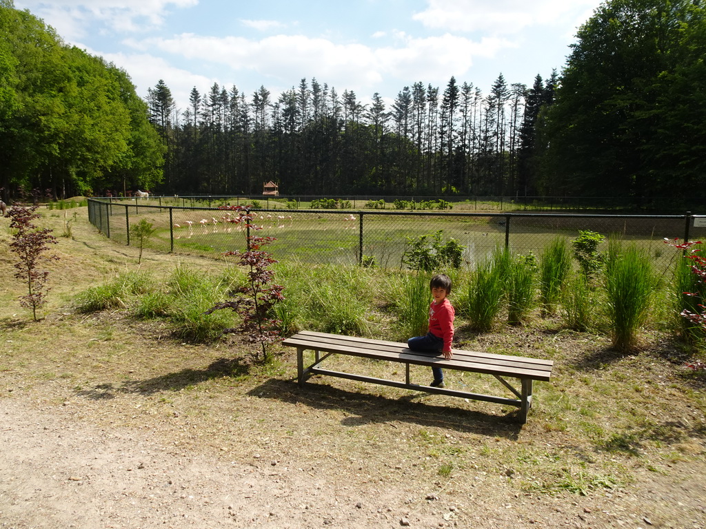 Max with the Flamingos at Zoo Veldhoven