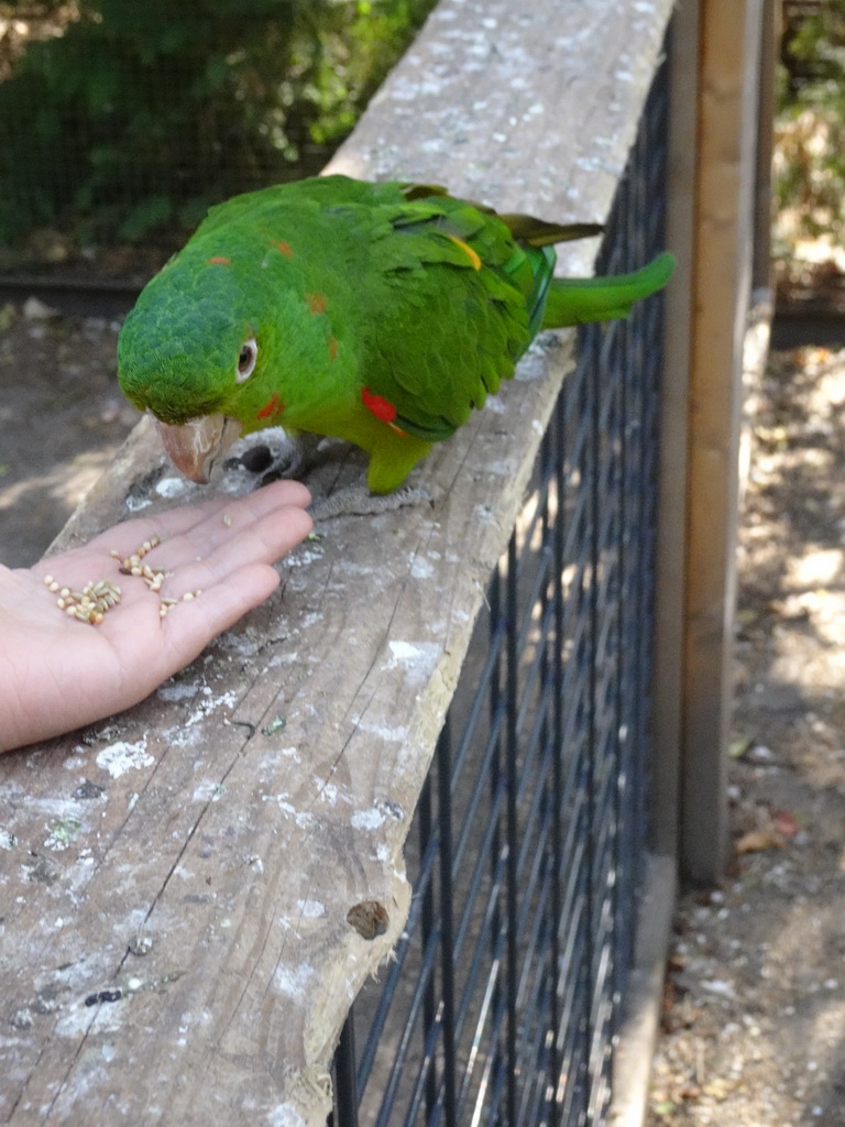 Max feeding a Parakeet in an Aviary at Zoo Veldhoven