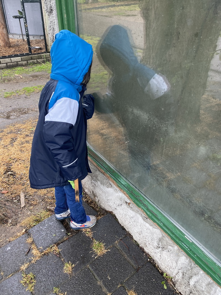 Max looking at Tortoises at Zoo Veldhoven