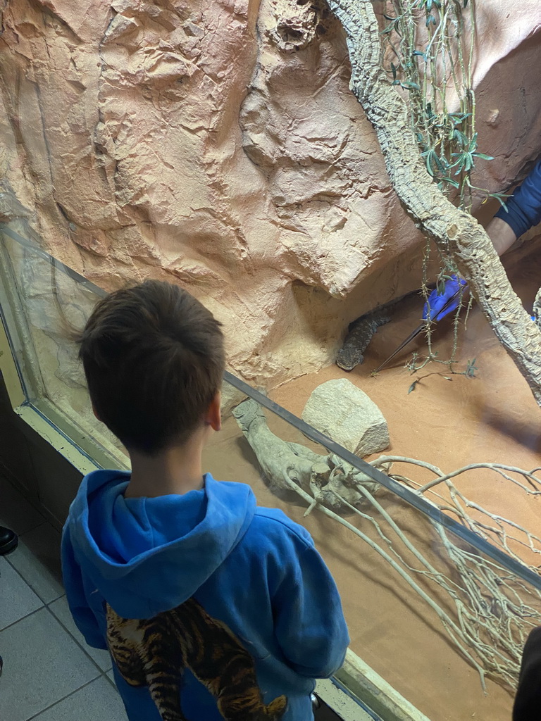 Max looking at a zookeeper feeding the Western Shingleback at the first floor of the Haus des Meeres aquarium