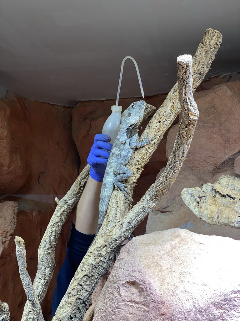 Zookeeper feeding the Frill-Necked Lizard at the first floor of the Haus des Meeres aquarium