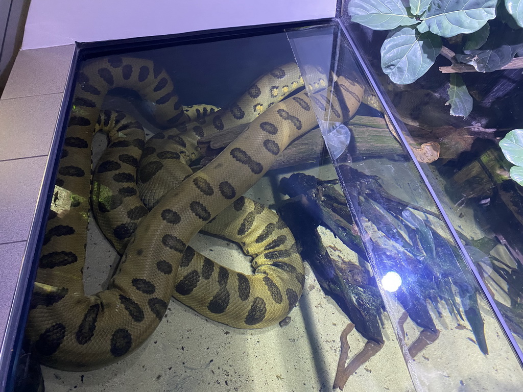 Green Anaconda at the first floor of the Haus des Meeres aquarium