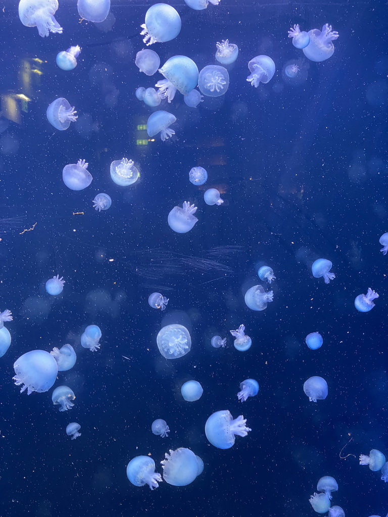 Cannonball Jellyfishes at the second floor of the Haus des Meeres aquarium